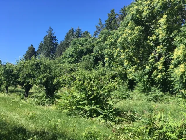 This is an image of an invasive tree species - Tree of Haeven