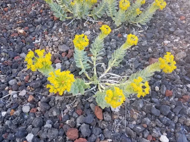 20170505 155902 - Copy