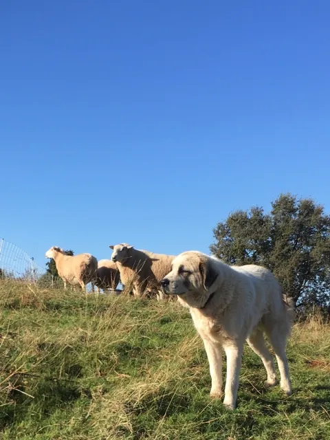 2017-11-05 09.27.21-2