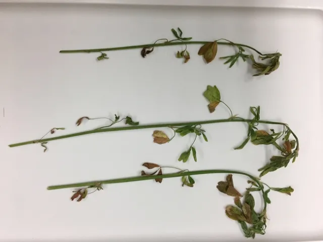 Spring 2017 dead leaves and curled top