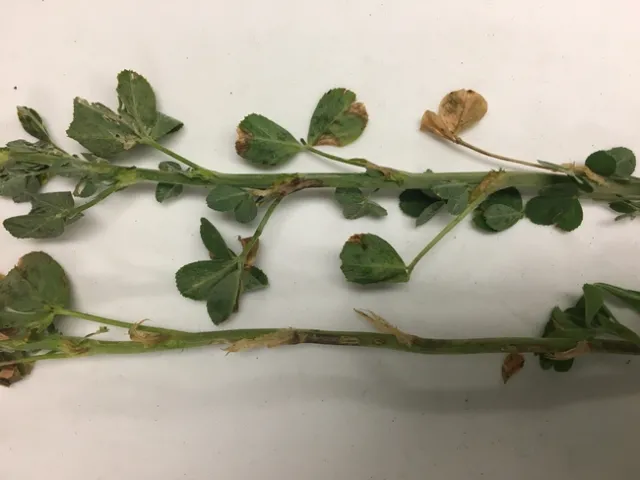 Spring 2017 stem lesions and leaf water soaking