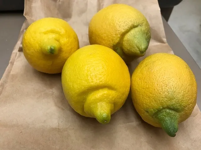 Different Lemon Shape | Topics in Subtropics