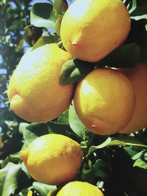 lemons with some nipples