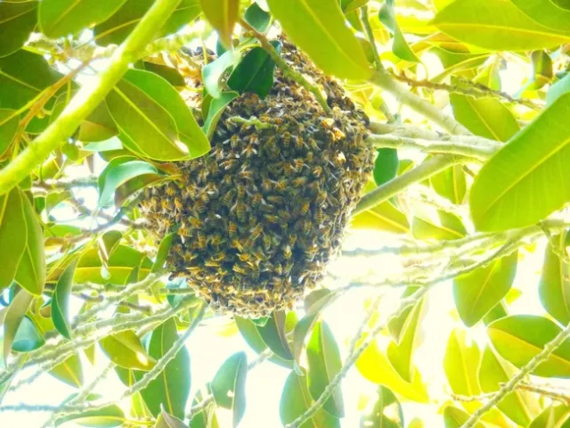 bee swarm