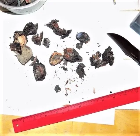 Figure 1-Fruit/Nut tree physical structures 