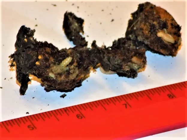 Figure 3- Over-wintering insects - Oriental Fruit moth larvae? Photo by: Nikolai Schweitzer