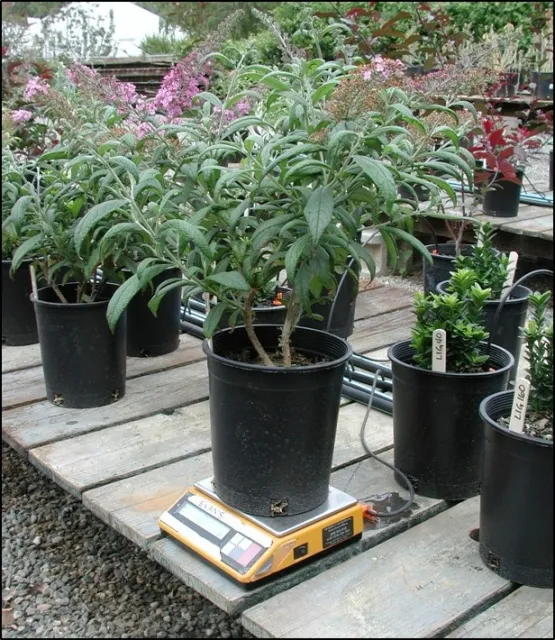 Fig 5  A scale can measure loss of water from transpiration and evaporation from the pot surface.