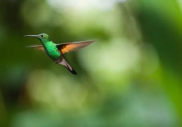 hummingbird