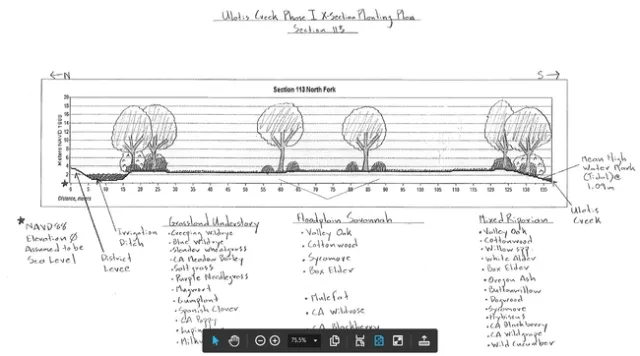Figure 5. Cross-section of the conceptual planting plan for the Emigh R. Livestock / Ulatis Creek Arundo control and habitat enhancement project site.