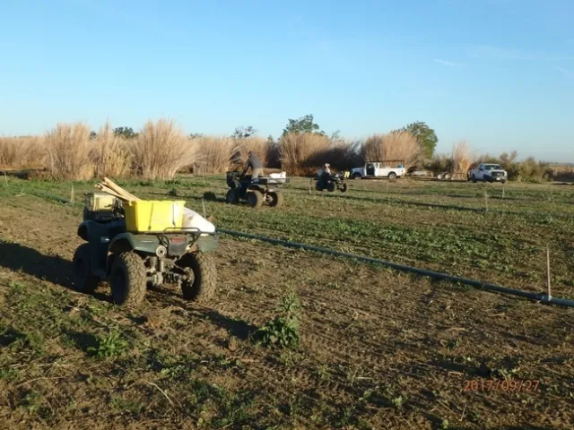 Figure 7. Habitat restoration work in progress at the Emigh R. Livestock / Ulatis Creek Arundo control and habitat enhancement project site. SRCD staff are broadcast-seeding the restoration site with native forbs and grasses using all-terrain vehicles (ATVs).