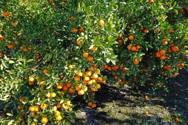 Most citrus fruit is ready for harvest in the winter. It can be preserved a variety of ways to enjoy it year round.