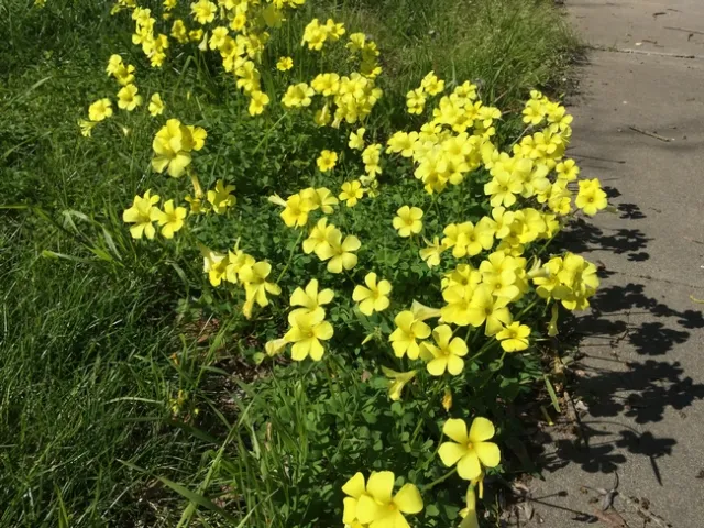 Bermuda buttercup in a lawn. (Anne Schellman, UCCE)