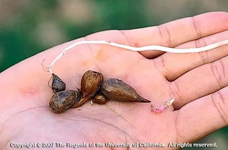 Bermuda buttercup bulbs. (Joseph M. DiTomaso, UC Davis)