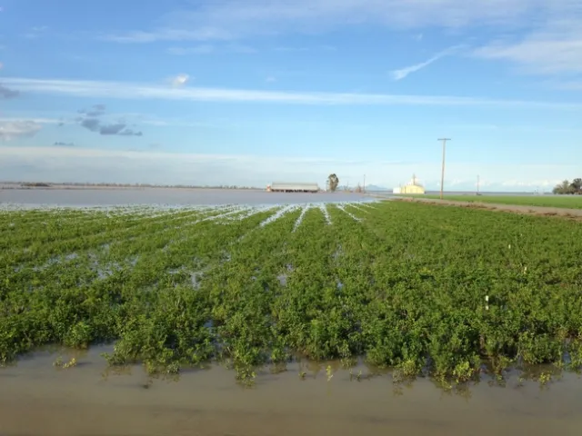Flooded alfalfa stand, Sacramento Valley, 2017.