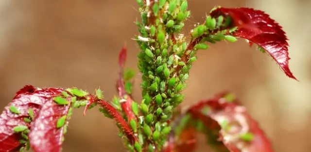 Aphid infestation on a rose. (source: Pexels)