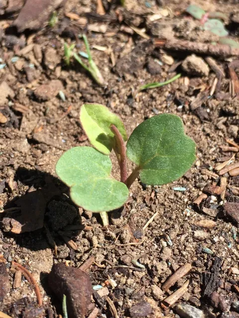 Bindweed cotyledons