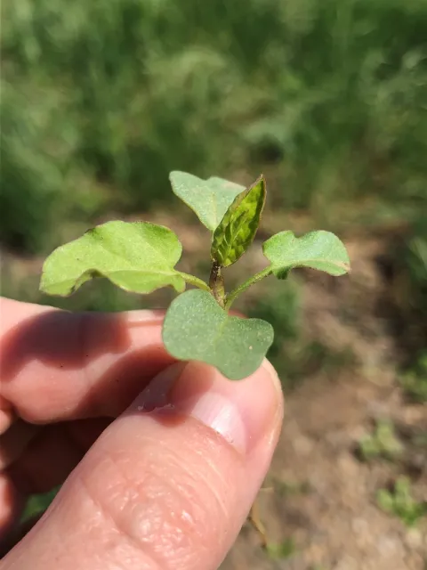 Seedling bindweed
