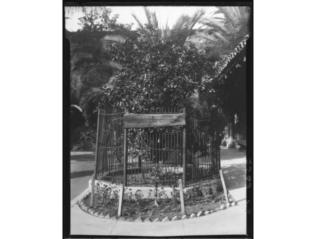 The Riverside Washington Navel tree surrounded by open fencing. View the Riverside Press-Enterprise to see a photo of the large steel structure that now looms over the tree. (Photo: Department of Interior)