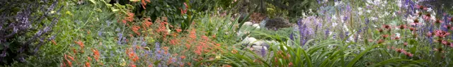 Wildflowers Cover Photo