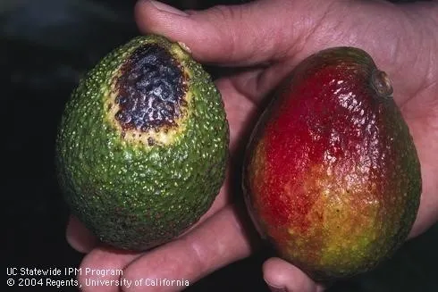 sunburned fruit