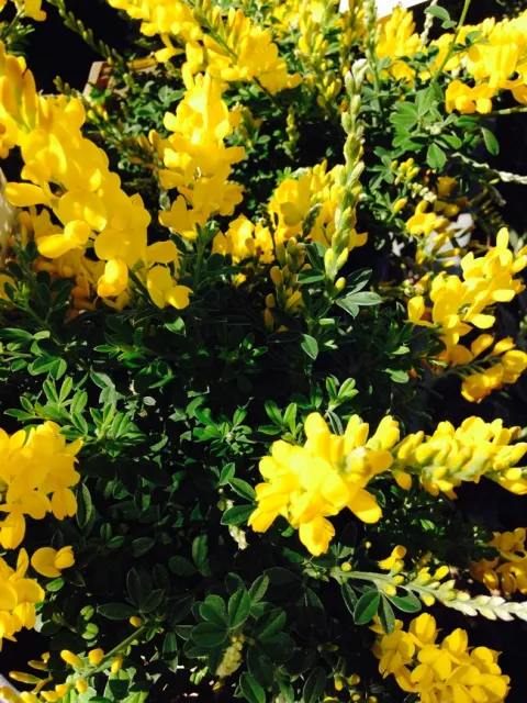 Photo By Andrea Peck