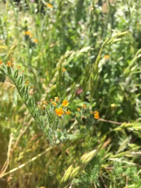 Fiddleneck inflorescence