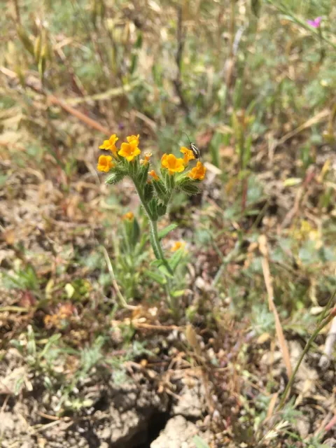 Fiddleneck