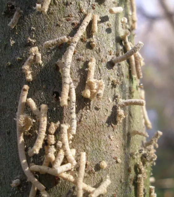 shot hole borer galleries