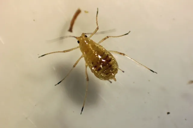 Lettuce aphid.