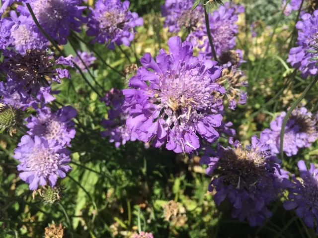 Photo by Leslie E. Stevens