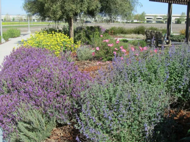 Low water use landscape. (Karrie Reid, UCCE San Joaquin)
