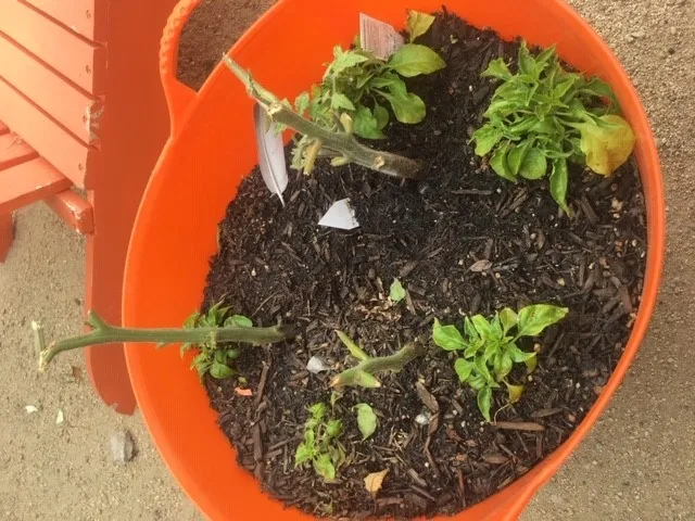 Only tomato stumps left.