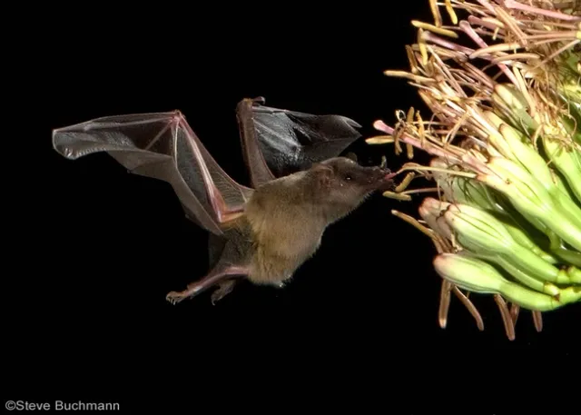Mexican long-tongued bat is a pollinator. Photo by Steve Buchmann