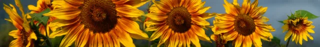 Sunflowers Cover Photo