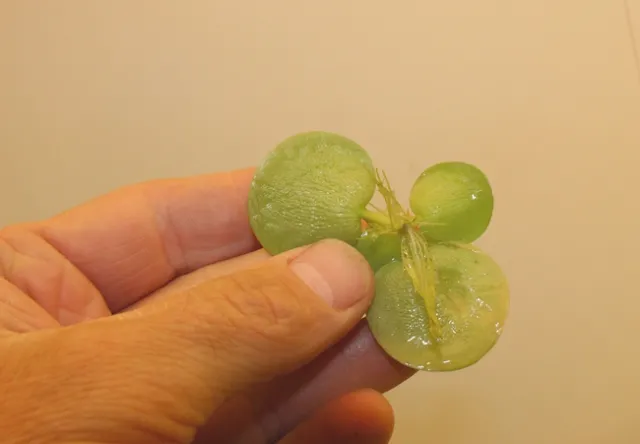 Photo 2. South American spongeplant's floating leaves. Photo by John Miskella.