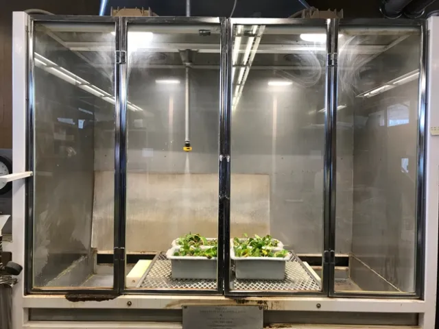 Photo 4. South American spongeplant herbicide treatment in the spray chamber. Photo by Rui Adachi.