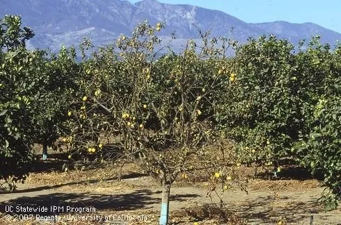 citrus dry root rot 3