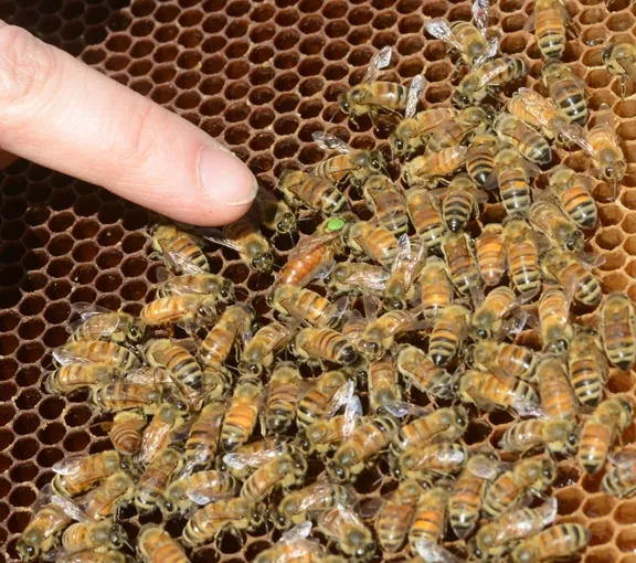 Pointing to the queen bee. (Photo by Kathy Keatley Garvey)