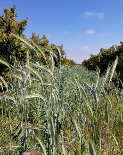 Triticale and Lamb-Hass. Photo credit: Chris Sayer