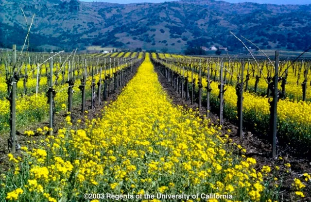 Cover Crop in Vineyard. Photo Credit: University of California.