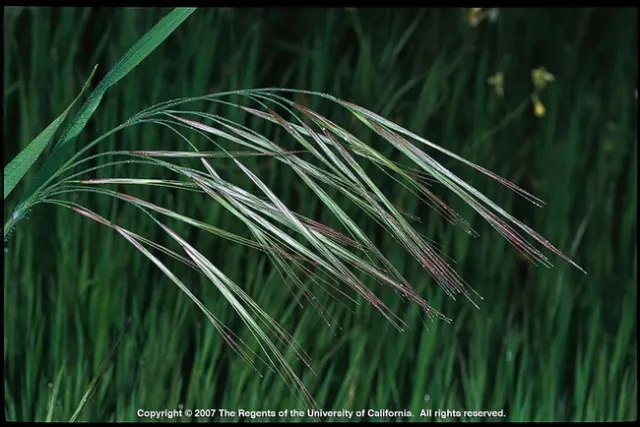 Non-native Bromus species, such as ripgut brome, grow fast and dry out quickly, becoming highly flammable.