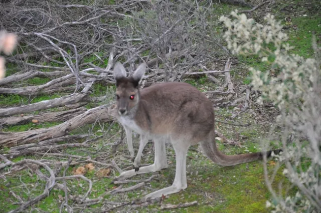 Little roo at Pinnacles Desert