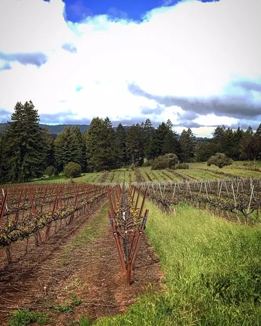 Vineyard in Ukiah.