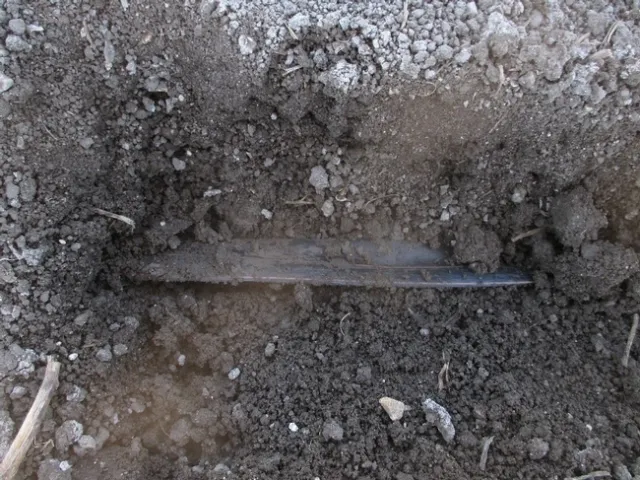 Photo 2. Drip tape buried 3 inches deep in the soil.