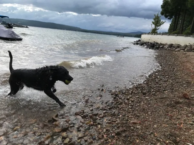 Bella enjoys the beach in northern CA