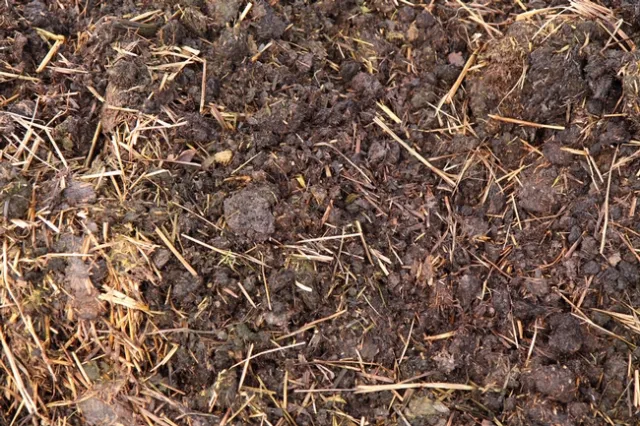 Manure as organic fertiliser