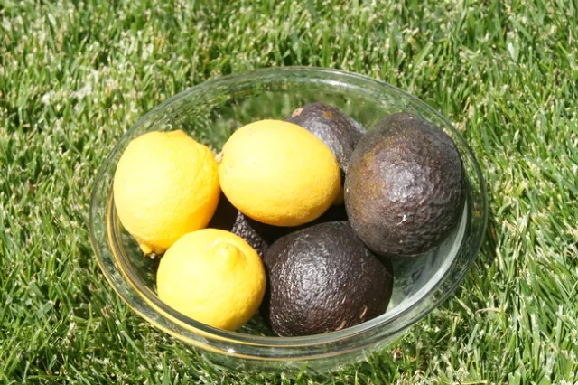 Photo by Jutta Thoerner