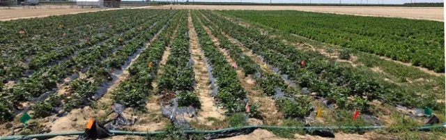 Strawberry study plots