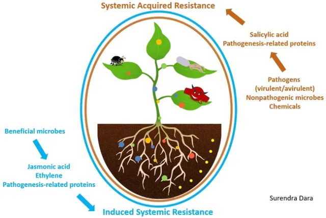 Induced resistance-Dara