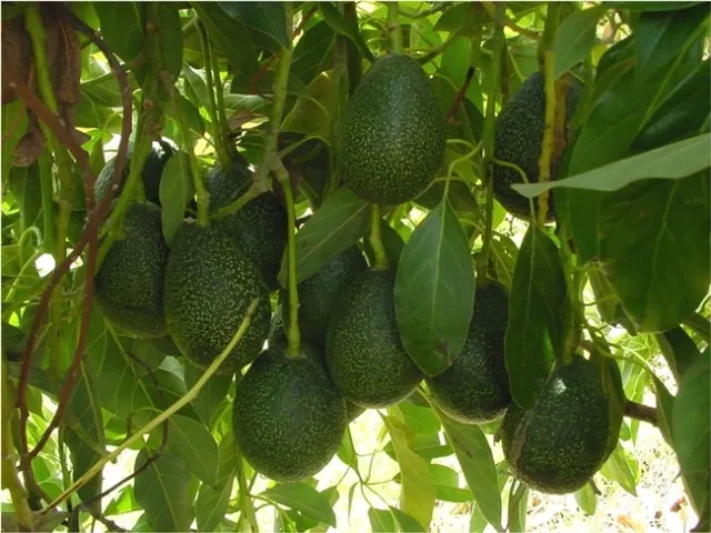 GEM avocados are tear-drop shaped.
